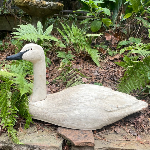 Herters Swan