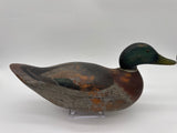 Mason Mallard drake, premier