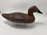 Canvasback hen