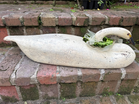 Resting swan