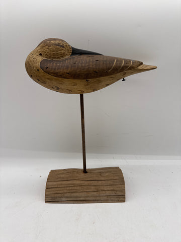 sleeping shorebird