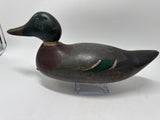 Mallard drake by Hays co