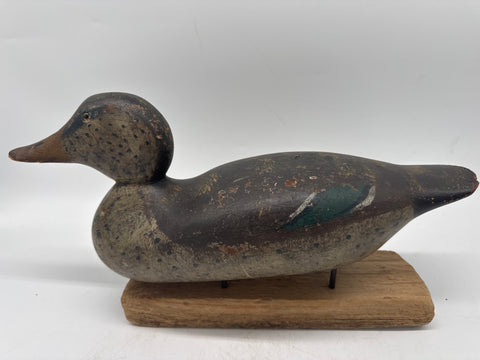 mason hen mallard