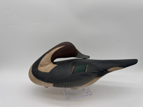 Sleeping pintail