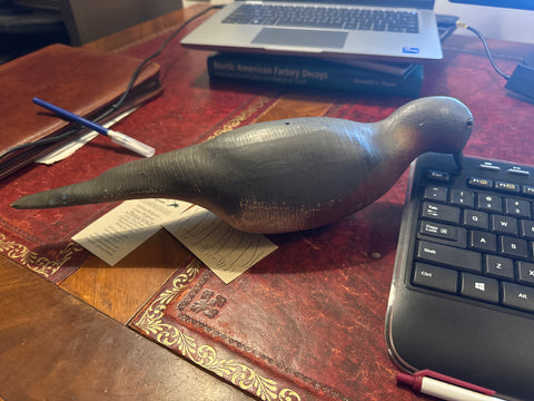 Herters passanger pigeon or dove