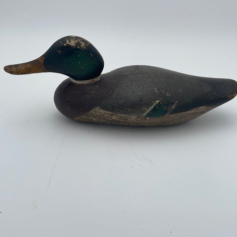 Peterson mallard drake