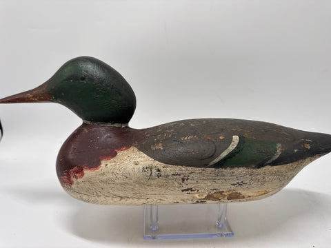 Mason Mallard drake