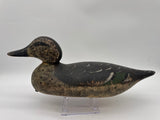 Mason pintail hen