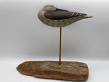 sleeping shorebird