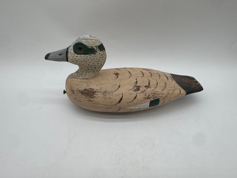 Widgeon Drake