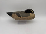 Pintail in sleeping position