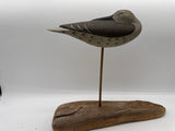 sleeping shorebird