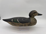 Mason pintail hen