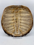 turtle shell