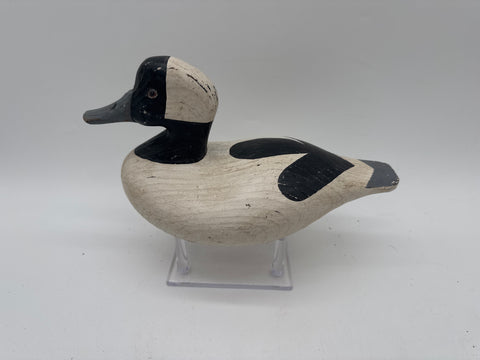 Bufflehead drake