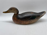 Mason premier mallard hen