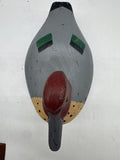 Green wing teal