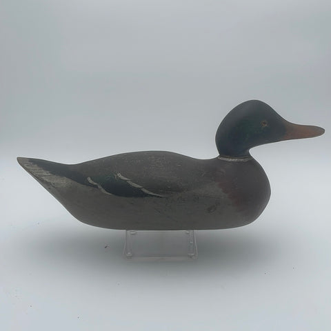 Mason challenge grade mallard drake