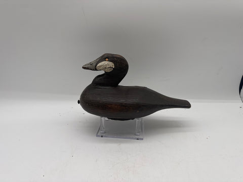 ruddy duck