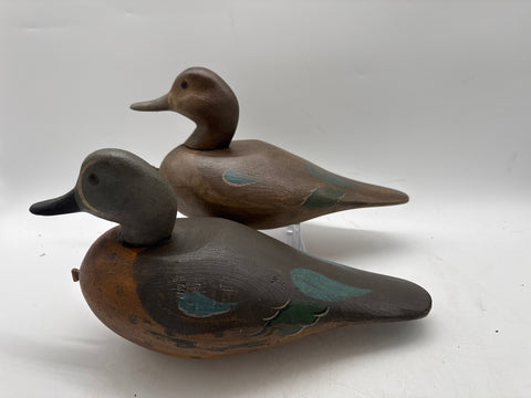 Blue wing teal pair