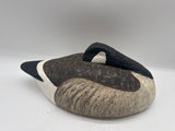 sleeping canada goose
