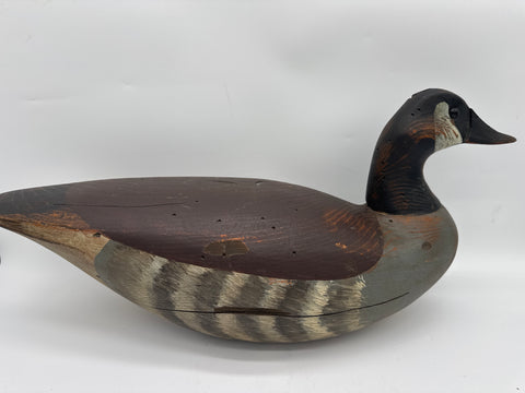 Canada goose by TJ Hooker