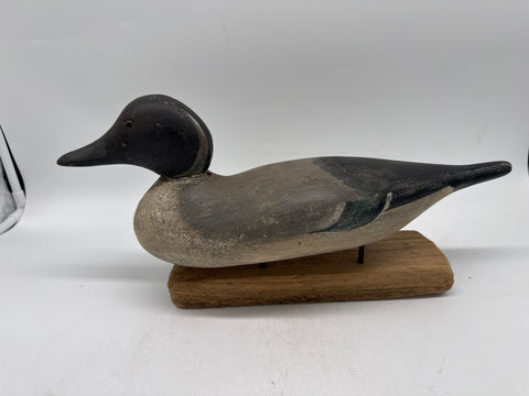Mason pintail drake