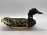 Mallard drake