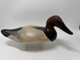 Canvasback drake