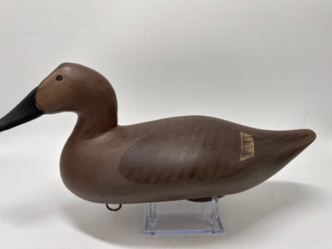 Canvasback hen
