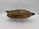 Mason pintail hen