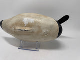 Canvasback drake