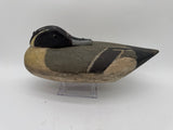 Pintail in sleeping position