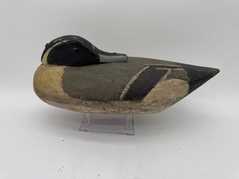 Pintail in sleeping position