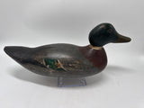 Mallard drake by Hays co