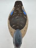 Blue winged teal drake