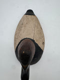 canvasback drake