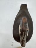 ruddy duck