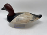 Canvasback drake