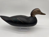 Mason challenge grade black duck