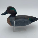 Green wing teal