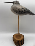 Shorebird