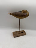 sleeping shorebird
