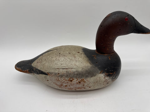 Mason Premier Canvasback Drake