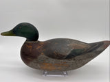 Mason Mallard drake, premier