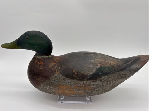 Mason Mallard drake, premier