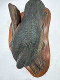 Bronze wood duck