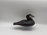 ruddy duck