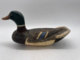 Mallard drake
