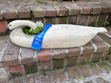 Resting swan
